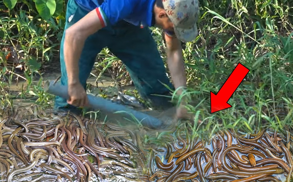 Đem ống nhựa PVC đặt dưới mương nước, nhóm người đi rừng bất ngờ thu hoạch một xô đầy lươn