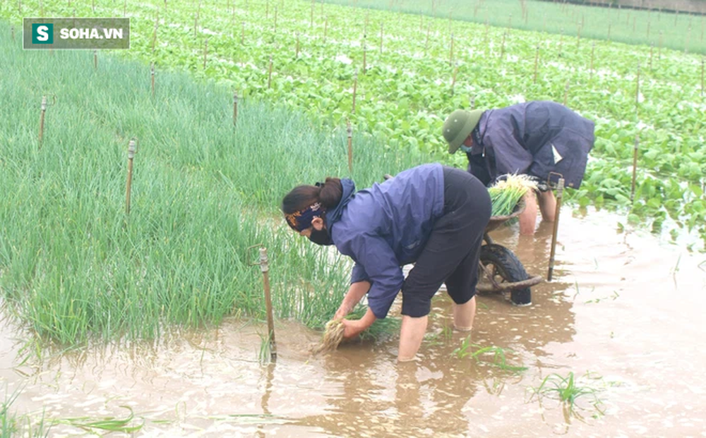 Dân hối hả neo thuyền, dầm mình trong nước gặt lúa, thu hoạch rau chạy bão Côn Sơn
