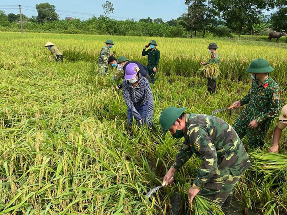 Bí thư huyện ở Thanh Hóa xuống đồng giúp dân gặt lúa chạy bão số 5 - Ảnh 1.