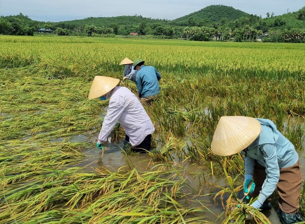Bí thư huyện ở Thanh Hóa xuống đồng giúp dân gặt lúa chạy bão số 5 - Ảnh 3.