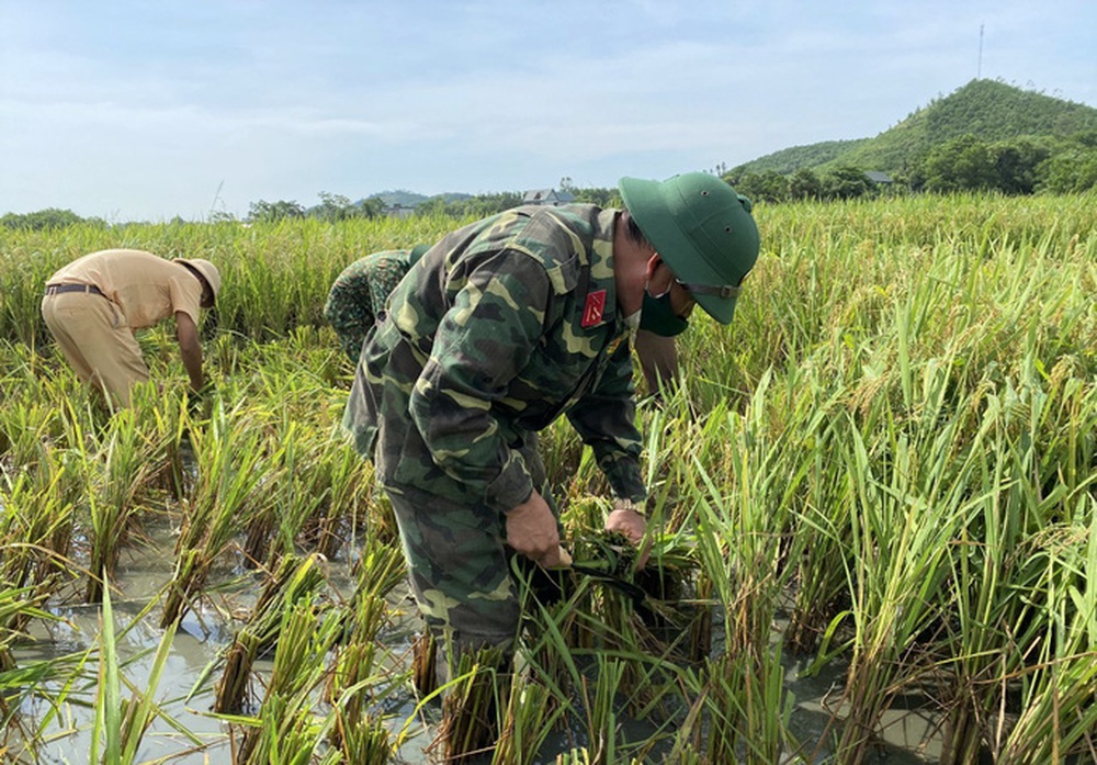 Bí thư huyện ở Thanh Hóa xuống đồng giúp dân gặt lúa chạy bão số 5 - Ảnh 9.