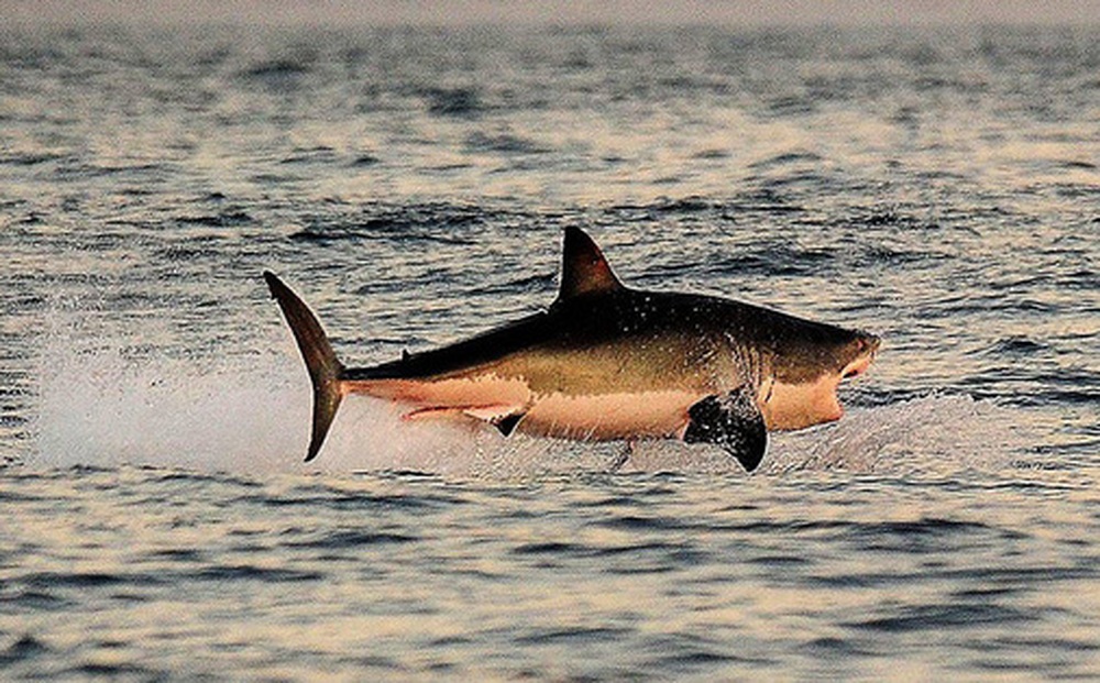 Loài vật khiến cá mập trắng khiếp sợ, hễ nhìn thấy là chúng trốn ngay sang vùng biển khác