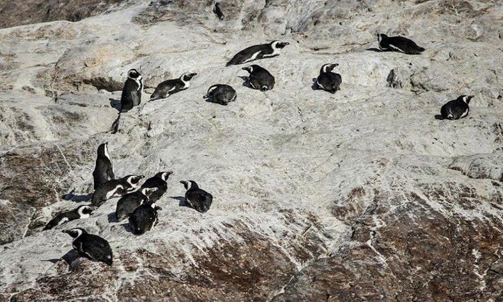 Ong mật tàn sát 63 con chim cánh cụt quý hiếm - Ảnh 1.