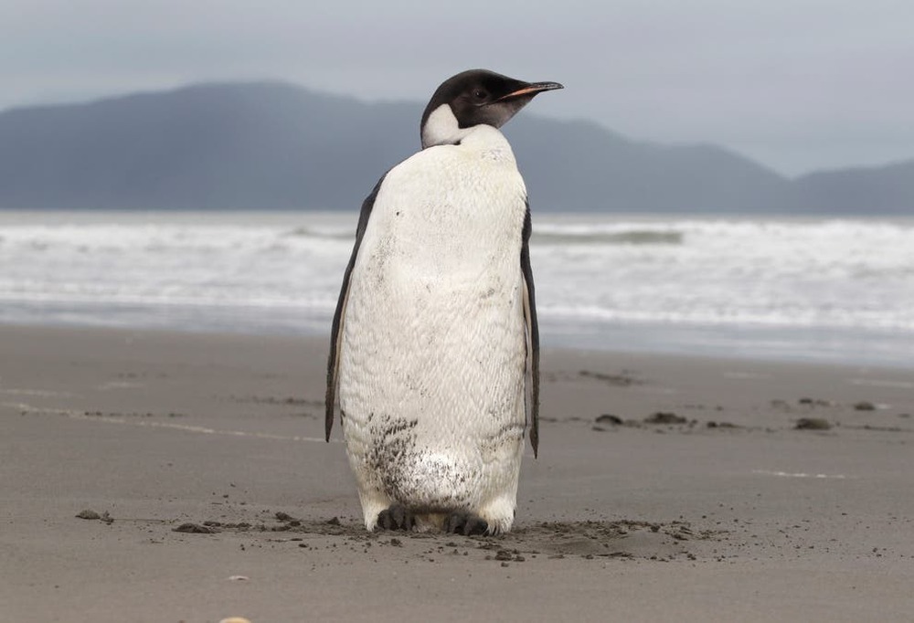 Chim cánh cụt là sinh vật từ hành tinh khác đến Trái Đất? - Ảnh 1.