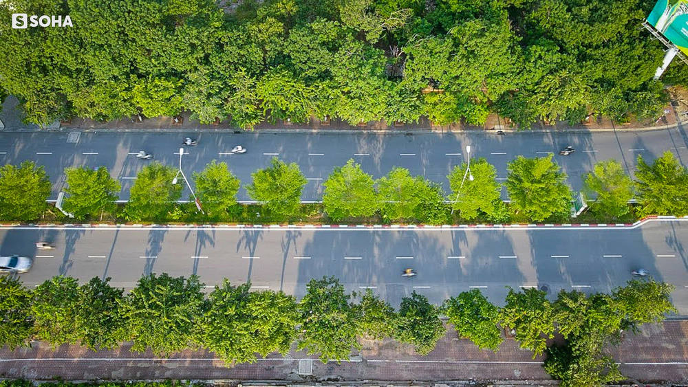 Dự án 1 triệu cây xanh do ông Nguyễn Đức Chung khởi xướng: Bất ngờ về con số thiệt hại và dàn lãnh đạo bị bắt trong hơn 2 tháng - Ảnh 1.