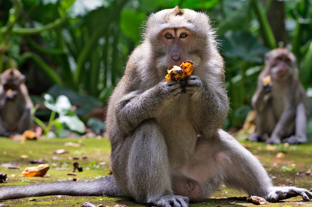 Đàn khỉ đói vào nhà dân cướp đồ ăn trên đảo Bali - Ảnh 1.