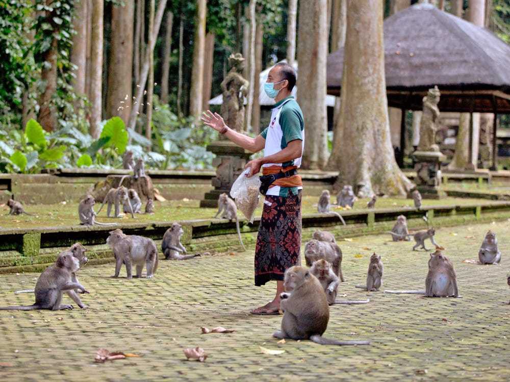 Đàn khỉ đói vào nhà dân cướp đồ ăn trên đảo Bali - Ảnh 2.