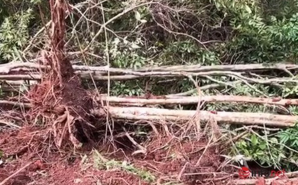 Vụ 18 cây bằng lăng cổ thụ bị đào tung gốc, lý do gì không chuyển công an điều tra?