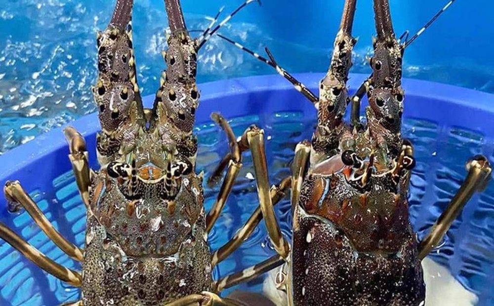 Giá tôm hùm xanh Phú Yên tăng cao sau nhiều năm mất mùa vì thiên tai, chợ mạng rao bán 680.000/kg