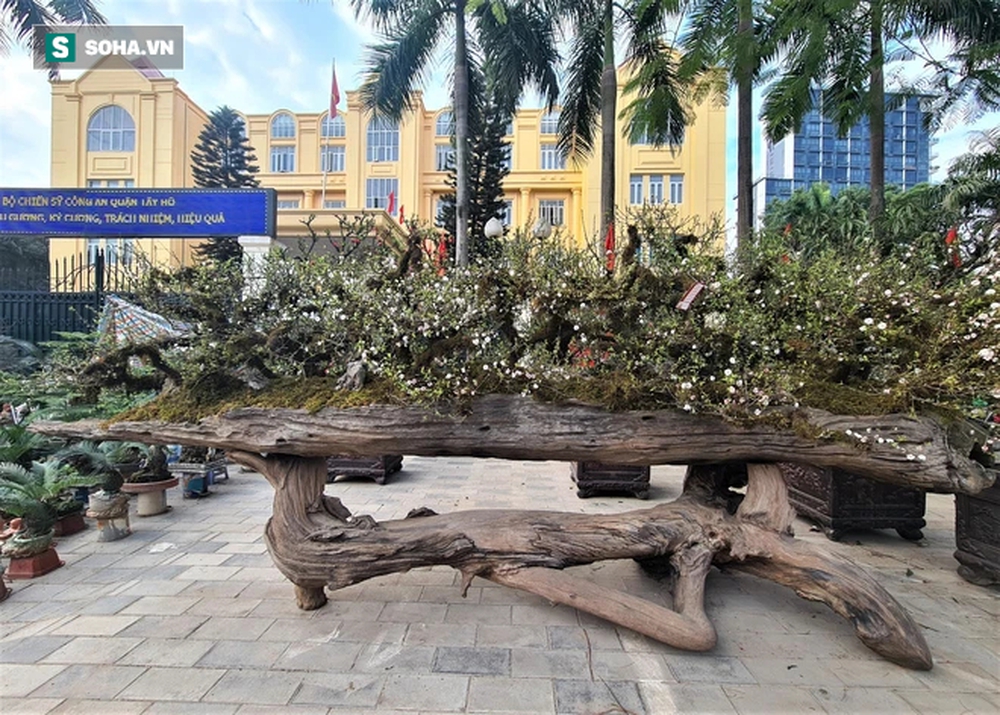 Mang 9 cây mai trồng trên cây lũa, sau 1 năm ông chủ hét giá gần 300 triệu - Ảnh 1.