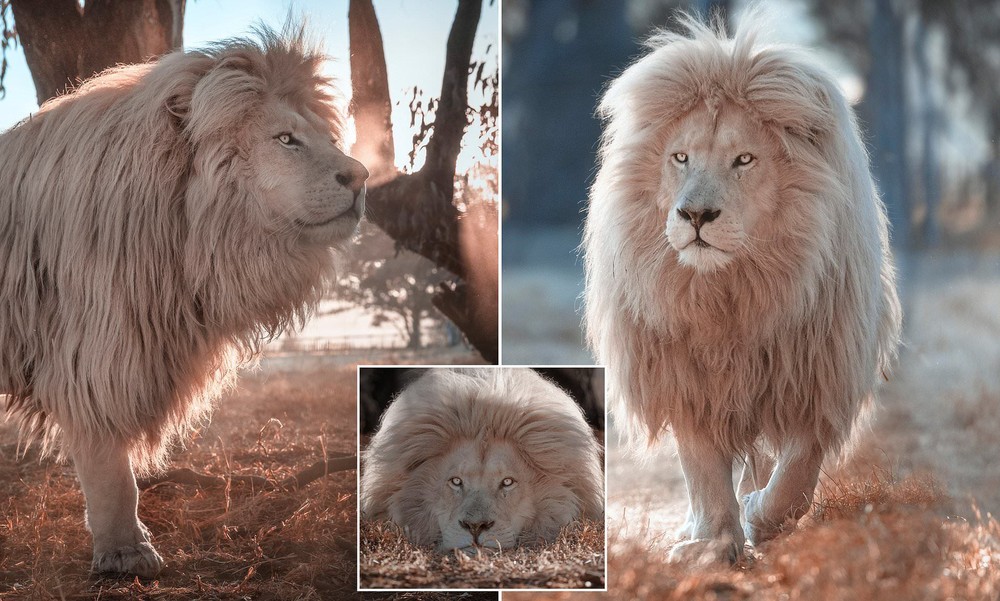 Sư tử trắng hiếm hoi xuất hiện ở Nam Phi - Ảnh 3.