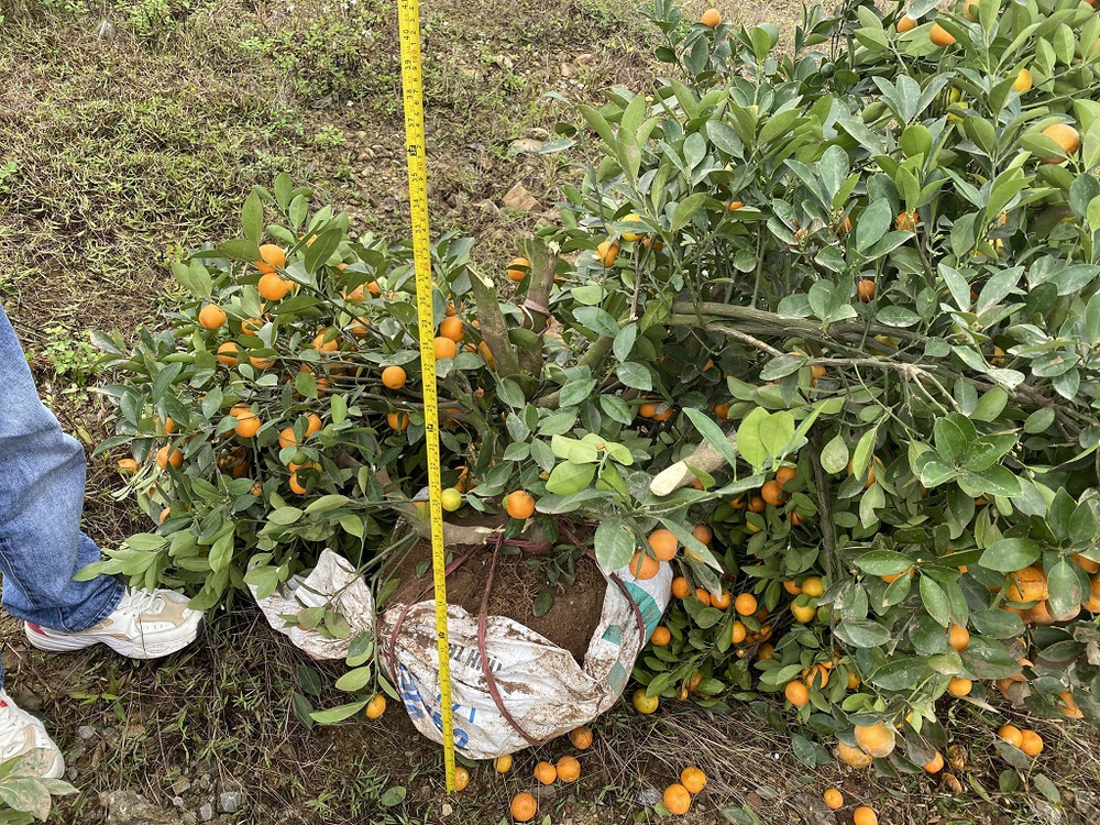 Thấy bán giá cao, nửa đêm vác dao chặt hàng chục cây quất tết cho đỡ tức - Ảnh 1.