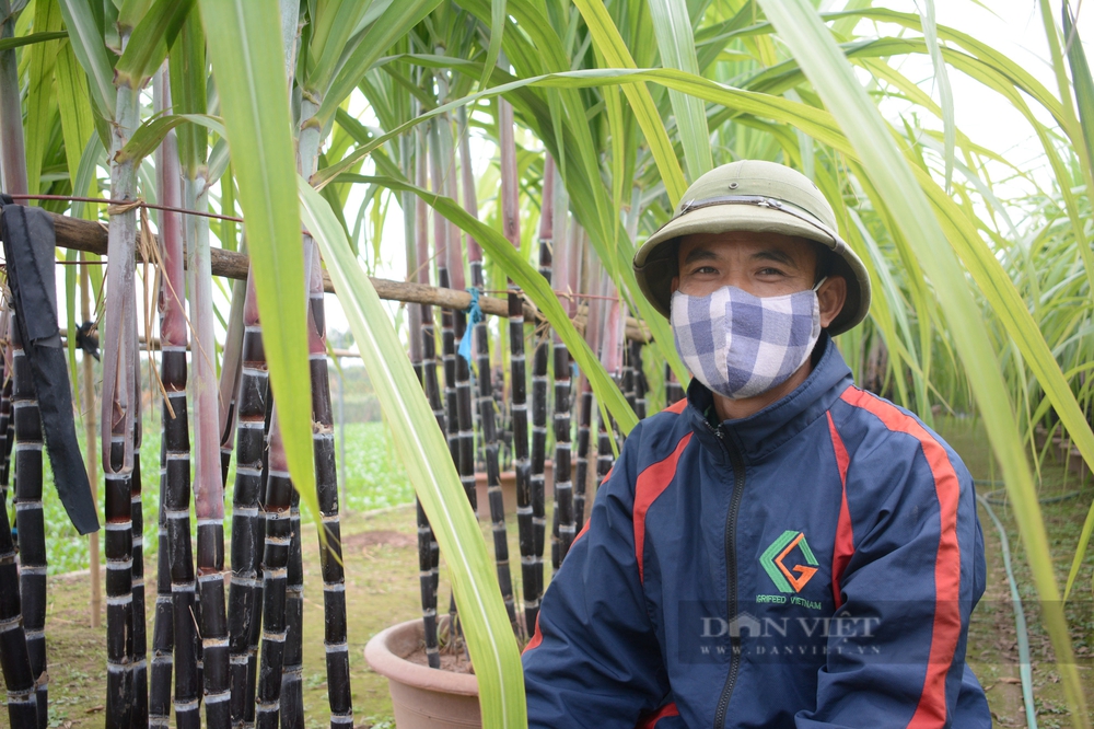 Không phải quất hay đào, một loài cây màu tím lên ngôi dịp Tết, giá khủng vẫn hút khách - Ảnh 2.