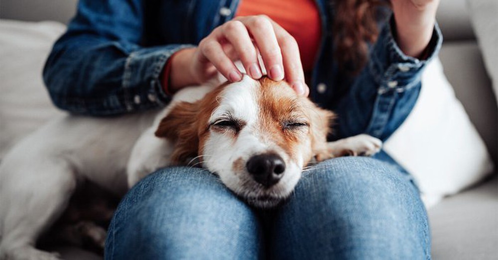 Cưng nựng một chú chó có tác dụng chữa bệnh đối với bộ não - Ảnh 4.