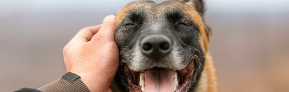 Cưng nựng một chú chó có tác dụng chữa bệnh đối với bộ não - Ảnh 3.