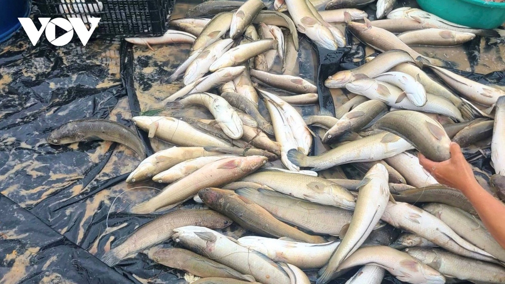 Hàng tấn cá lóc trong hồ nuôi bị sét đánh chết ở Quảng Bình - Ảnh 1.