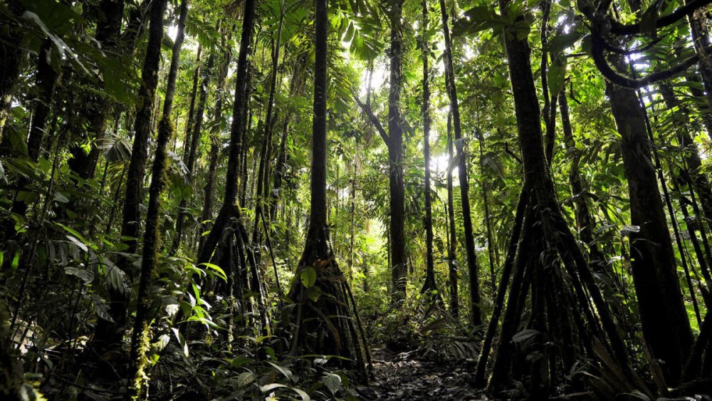 Cây đi bộ ở Ecuador: Mỗi năm di chuyển tới 20 mét - Ảnh 5.