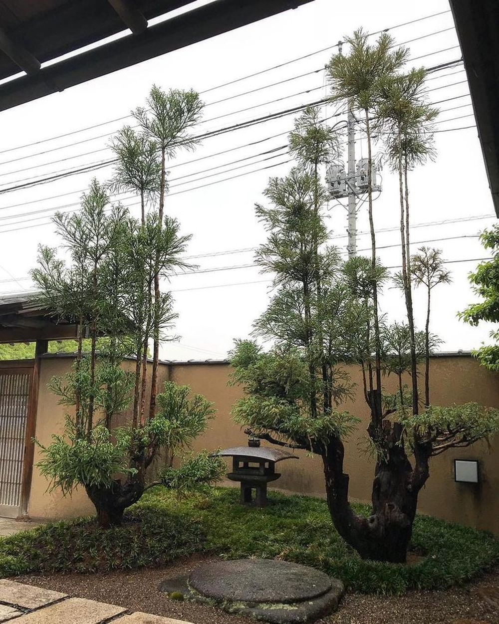 Daisugi: Kỹ thuật trồng cây tưởng lạ mà quen của người Nhật vừa giúp giảm biến đổi khí hậu, vừa tạo ra cảnh quan phi thường - Ảnh 8.