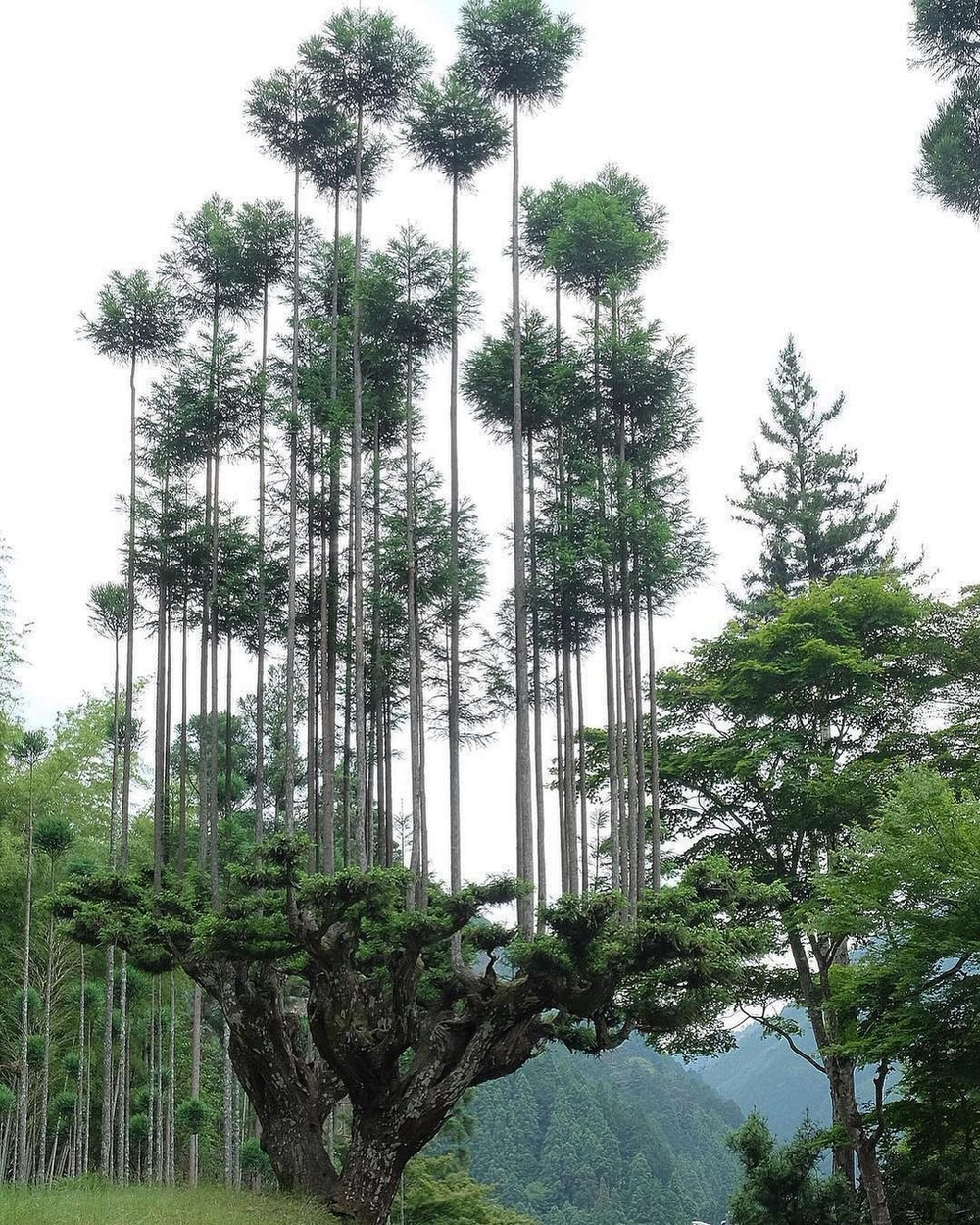 Daisugi: Kỹ thuật trồng cây tưởng lạ mà quen của người Nhật vừa giúp giảm biến đổi khí hậu, vừa tạo ra cảnh quan phi thường - Ảnh 3.