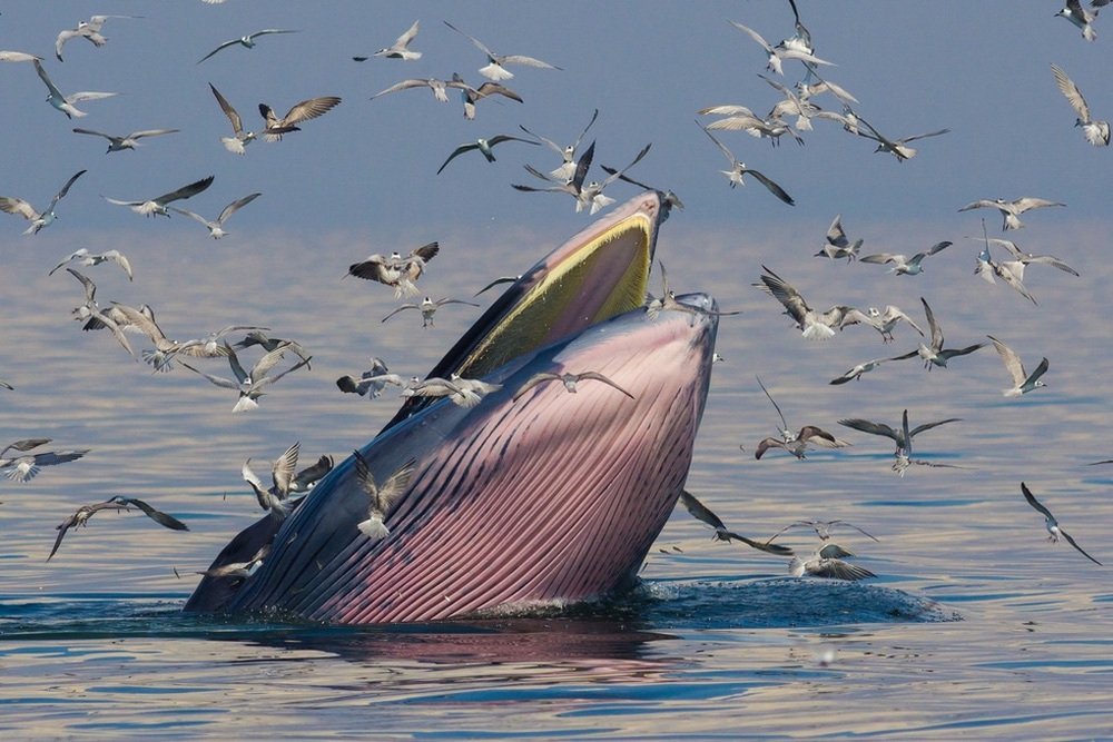 Loài cá voi vừa được ghi nhận năm trước, năm sau sắp tuyệt chủng - Ảnh 4.