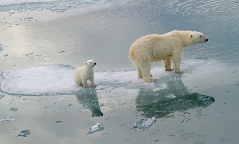 Lời cảnh tỉnh cho nhân loại từ số phận mong manh của loài gấu Bắc Cực - Ảnh 1.