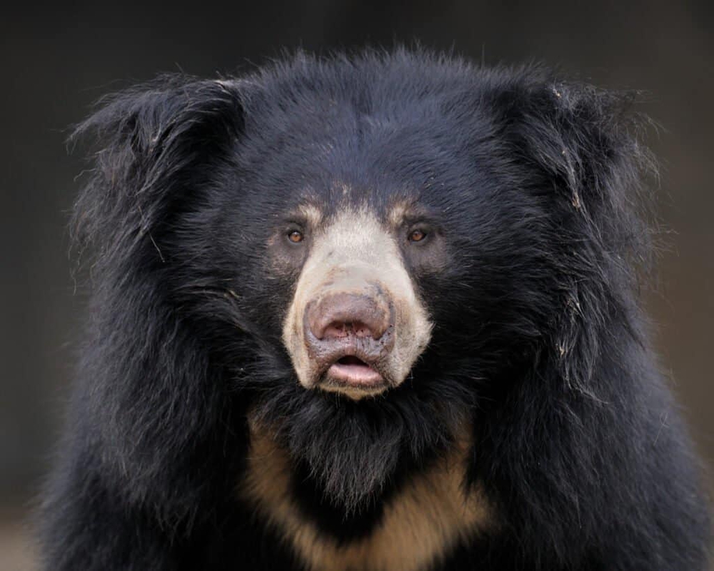 Những loài gấu to lớn nhất còn tồn tại trên Trái đất - Ảnh 1.