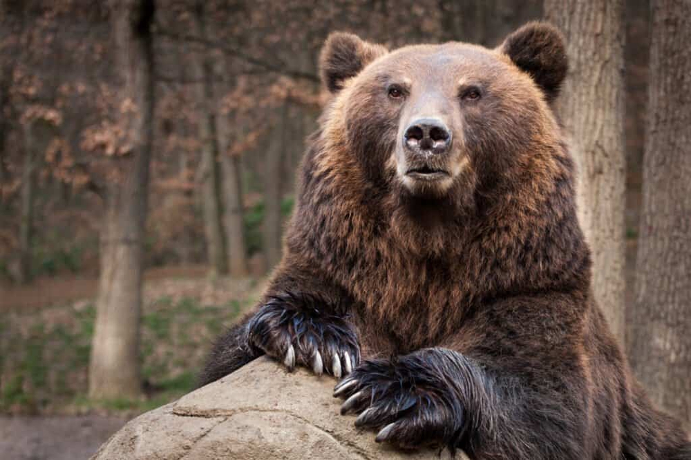 Những loài gấu to lớn nhất còn tồn tại trên Trái đất - Ảnh 8.
