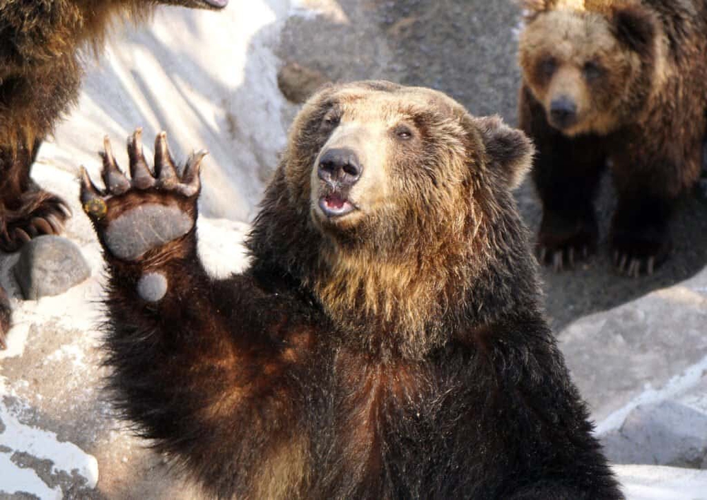 Những loài gấu to lớn nhất còn tồn tại trên Trái đất - Ảnh 7.