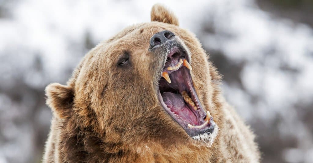 Những loài gấu to lớn nhất còn tồn tại trên Trái đất - Ảnh 6.
