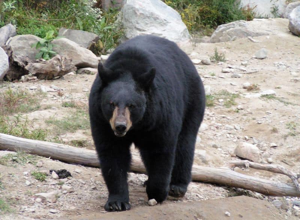Những loài gấu to lớn nhất còn tồn tại trên Trái đất - Ảnh 4.