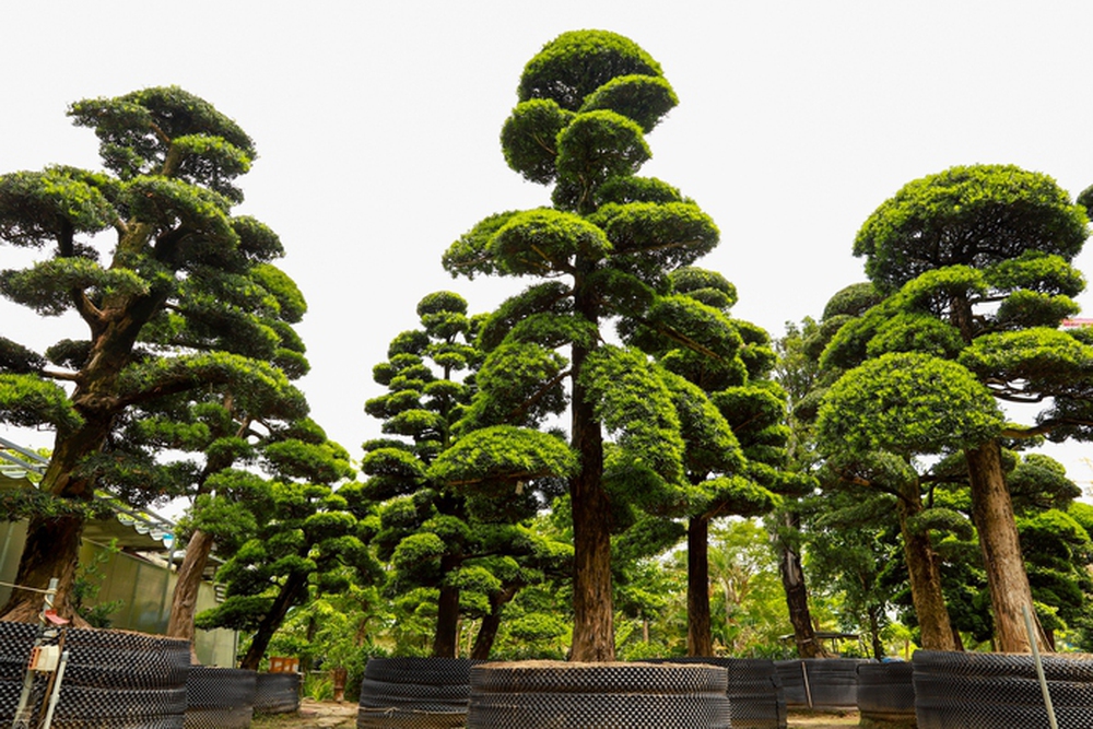 Ngắm vườn tùng la hán lớn bậc nhất Việt Nam - Ảnh 4.
