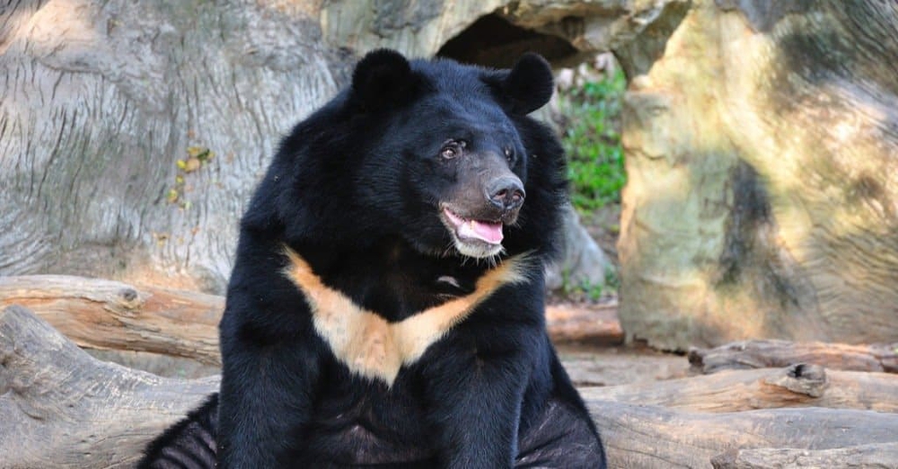 Những loài gấu to lớn nhất còn tồn tại trên Trái đất - Ảnh 2.