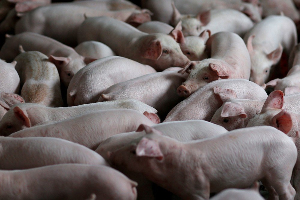 Trung Quốc tạo ra giống lợn biến đổi gien có khả năng miễn dịch với virus giống AIDS - Ảnh 2.