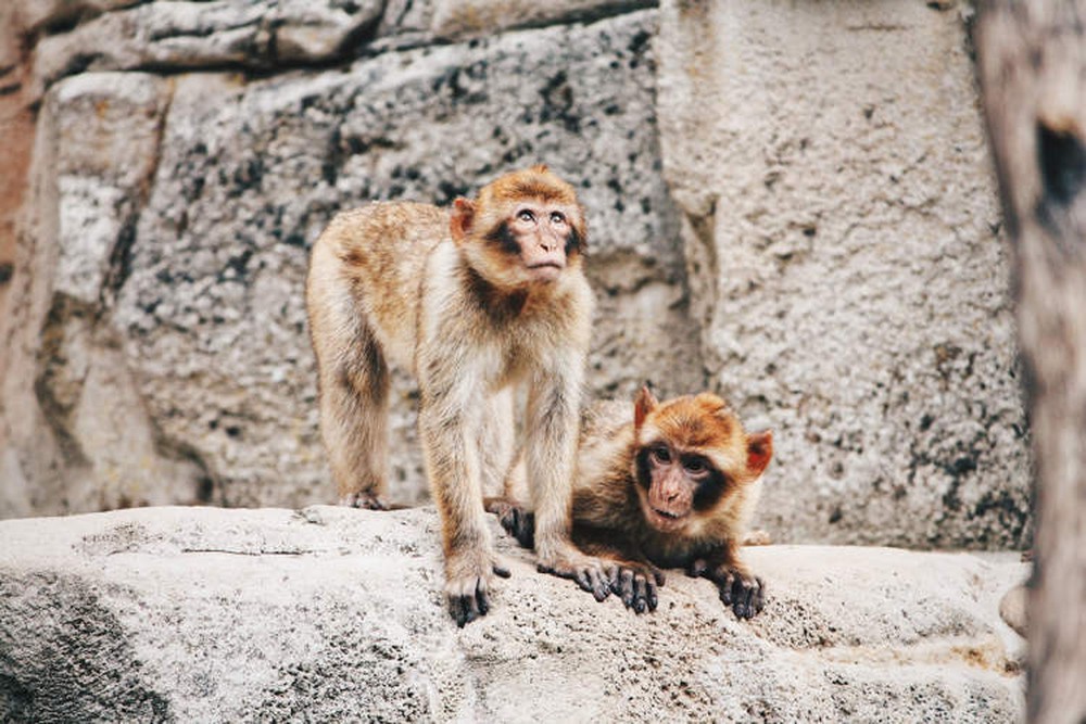 Kỳ lạ ngôi làng cho khỉ đứng tên 129.000 m2 đất ở Ấn Độ - Ảnh 1.