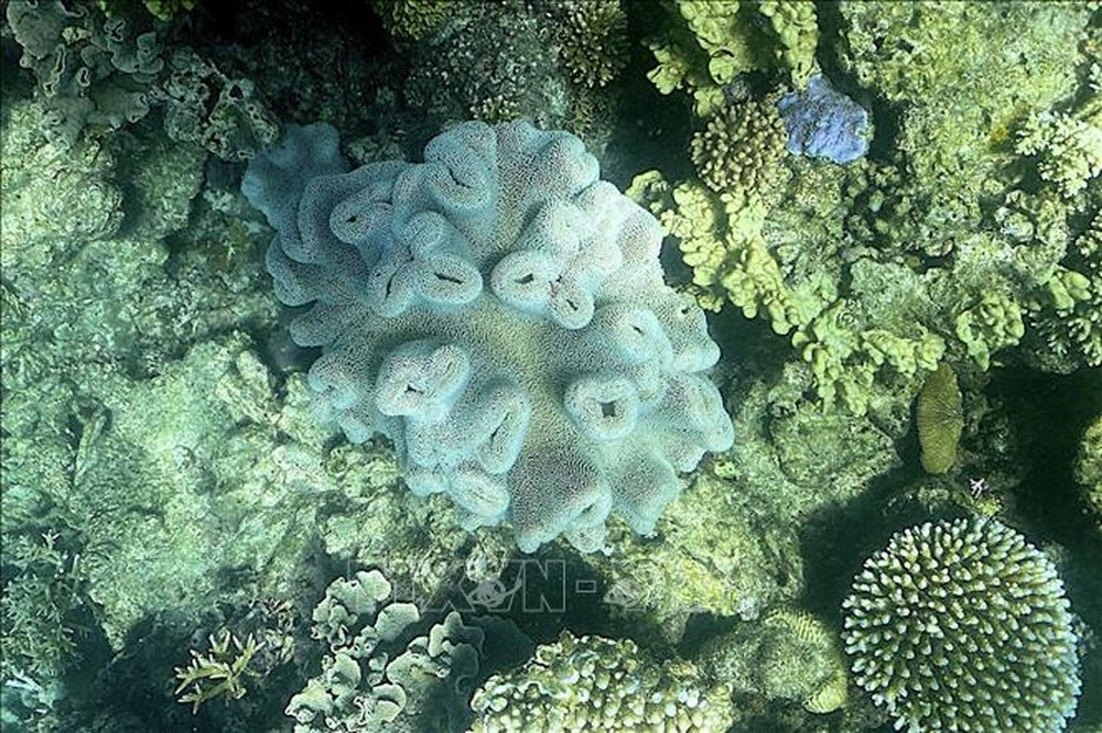 Australia tăng cường đầu tư cho công tác bảo tồn rạn san hô lớn nhất thế giới - Ảnh 1.