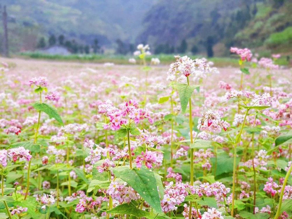 Loại bánh đặc sản được làm từ loài hoa nổi tiếng ở Hà Giang - Ảnh 1.