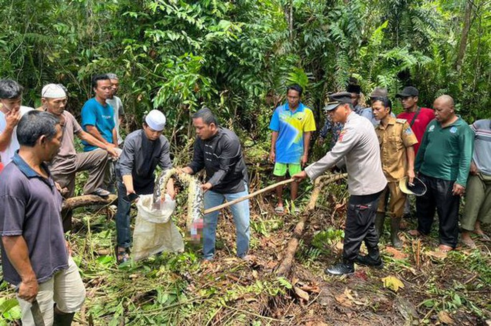 Trăn dài 7m nuốt chửng người phụ nữ Indonesia - Ảnh 1.