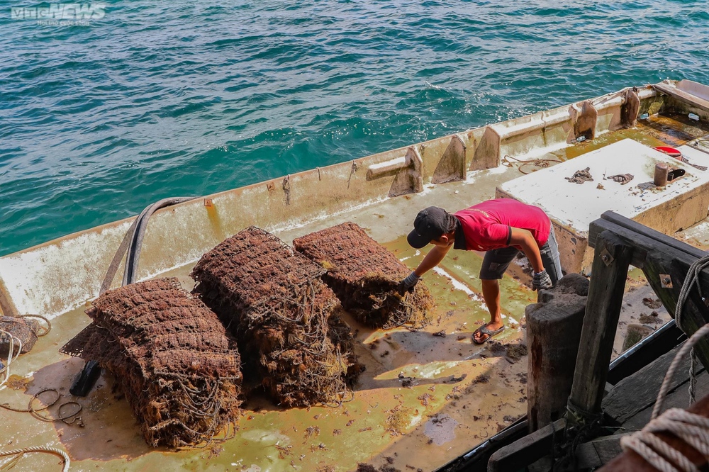 Tận mắt xem ngư dân Phú Quốc khai thác kho ngọc tiền tỷ dưới đáy biển - Ảnh 12.