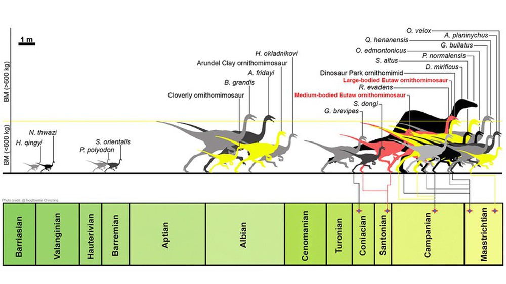Phát hiện hóa thạch loài khủng long giống đà điểu ở Bắc Mỹ - Ảnh 3.