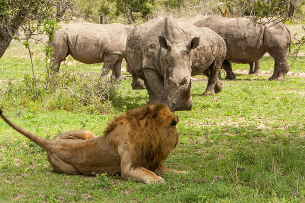 Loài động vật có thể giết chết được sư tử bên ngoài thiên nhiên hoang dã - Ảnh 4.