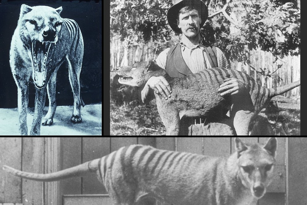 Hổ Tasmania bất ngờ xuất hiện ở Úc sau gần 100 năm tuyệt chủng? - Ảnh 2.