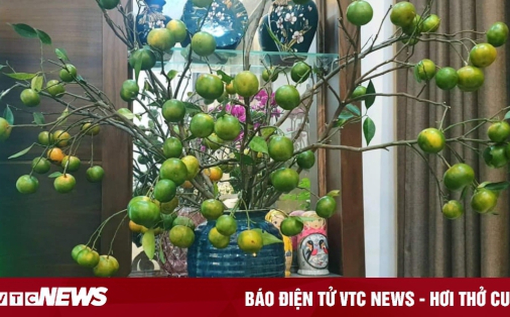 Chị em đua nhau mua về cắm thay hoa, cành cam biến thành hàng độc lạ