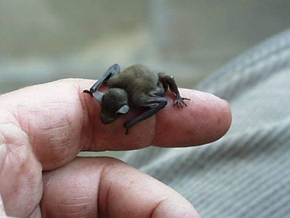 Phát hiện loài động vật có vú nhỏ nhất thế giới, chỉ nặng 2 gram - Ảnh 4.
