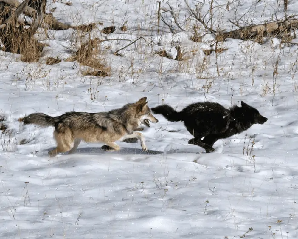 Nghiên cứu mới cho thấy virus đã làm thay đổi màu lông của loài sói ở Bắc Mỹ - Ảnh 1.