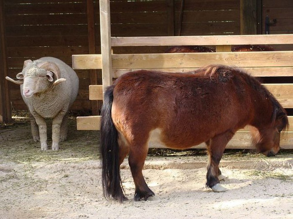 Falabella - Giống ngựa nhỏ nhất thế giới - Ảnh 1.