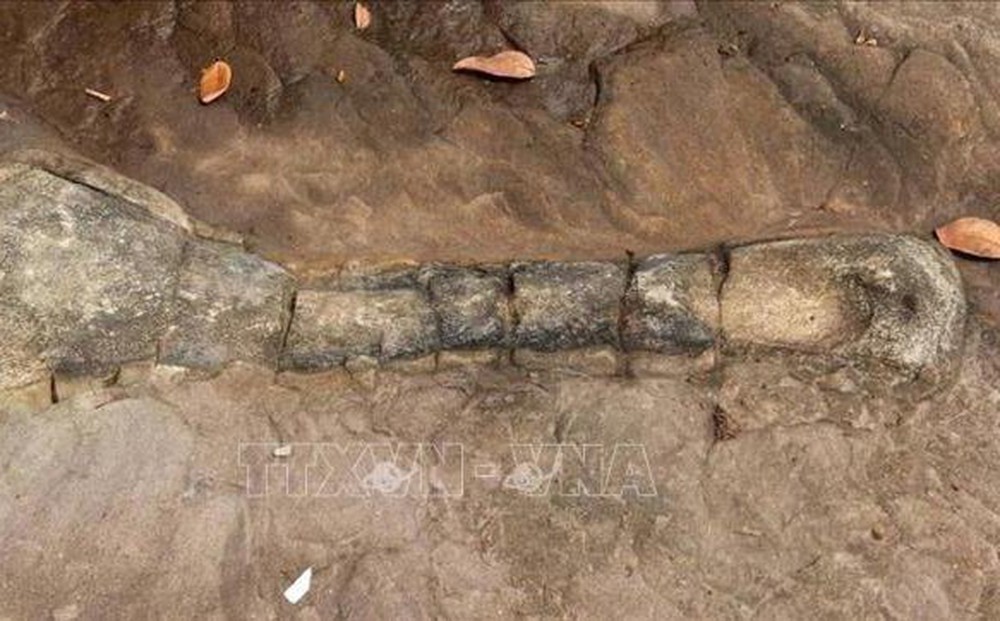 Campuchia công bố phát hiện hóa thạch xương khủng long