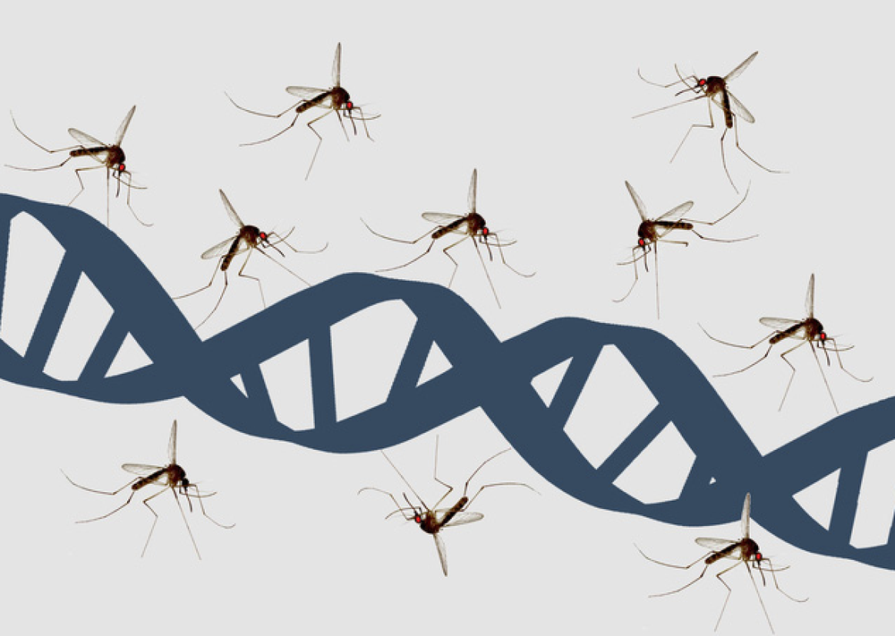 Giới khoa học khẳng định: Người hay bị muỗi cắn là do mùi cơ thể - Ảnh 3.