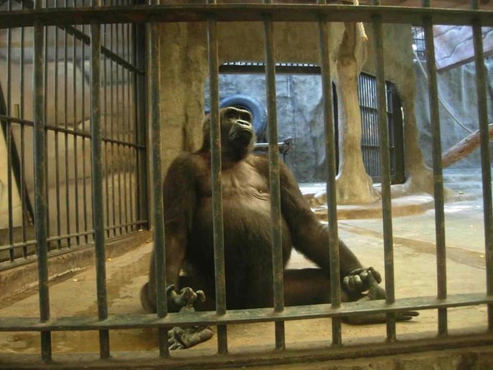 Con khỉ đột cô đơn nhất thế giới đã sống trong khu mua sắm Cage trong 30 năm - Ảnh 4.
