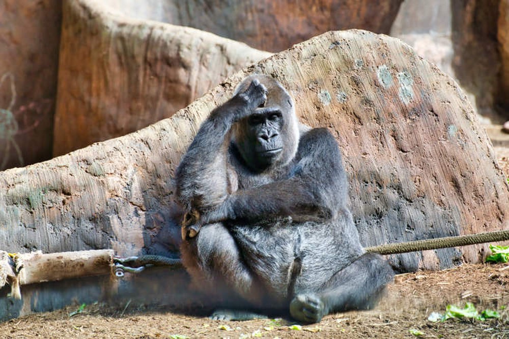 Con khỉ đột cô đơn nhất thế giới đã sống trong khu mua sắm Cage trong 30 năm - Ảnh 1.