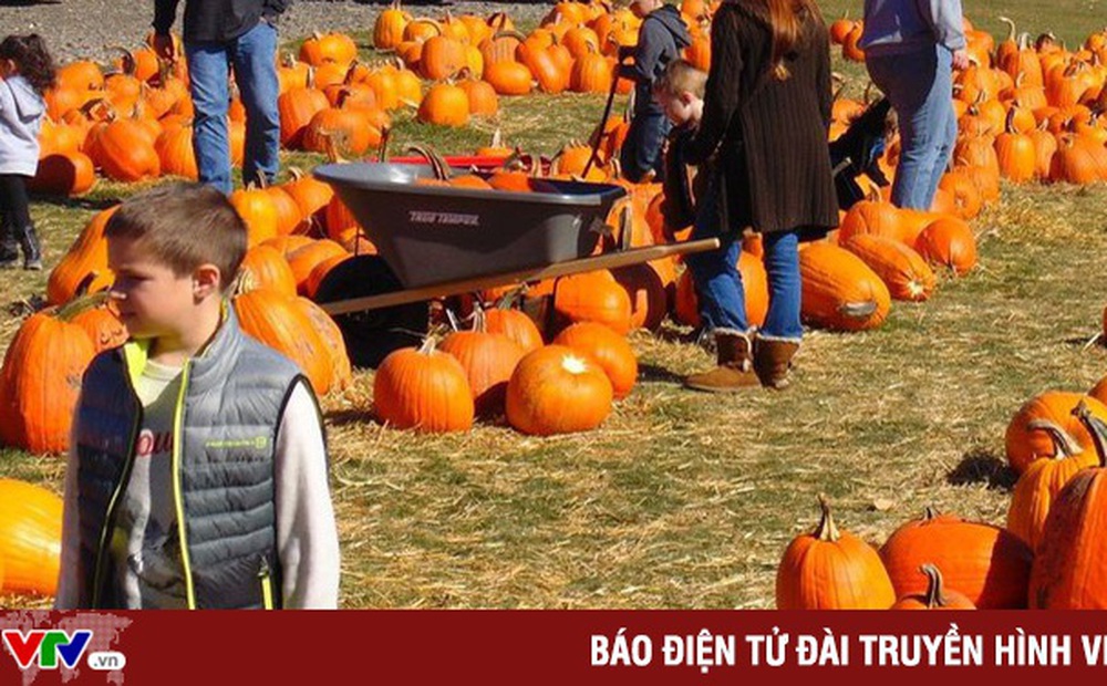 Nông trại bí ngô tự chọn mùa Halloween tại Anh